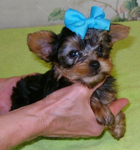 
Precio Yorkshire Terrier...........<strong>$18,000.00   A   $25,000.00  (dependiendo del tamaño, sexo, color y calidad)</strong> <br><br>


100% pura raza, registrados todos los papeles en regla se envian a cualquier parte de la Republica.<br><br> 

<li>Contrato de compraventa<br><br></li>


<li>Seguro de vida gratuito por escrito de 5 años que cubre muerte en caso de cuestiones virales</li>
<br><br>

<li>Garantía de Pureza Racial<br><br></li>

<li>Certificado de registro inicial que extiende la Federación Canófila Mexicana donde los cachorros se entregan con tatuaje y microchip</li>

