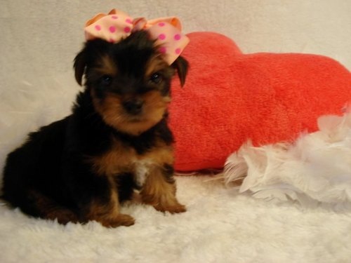 
Precio Yorkshire Terrier...........<strong>$18,000.00   A   $25,000.00  (dependiendo del tamaño, sexo, color y calidad)</strong> <br><br>


100% pura raza, registrados todos los papeles en regla se envian a cualquier parte de la Republica.<br><br> 

<li>Contrato de compraventa<br><br></li>


<li>Seguro de vida gratuito por escrito de 5 años que cubre muerte en caso de cuestiones virales</li>
<br><br>

<li>Garantía de Pureza Racial<br><br></li>

<li>Certificado de registro inicial que extiende la Federación Canófila Mexicana donde los cachorros se entregan con tatuaje y microchip</li>

