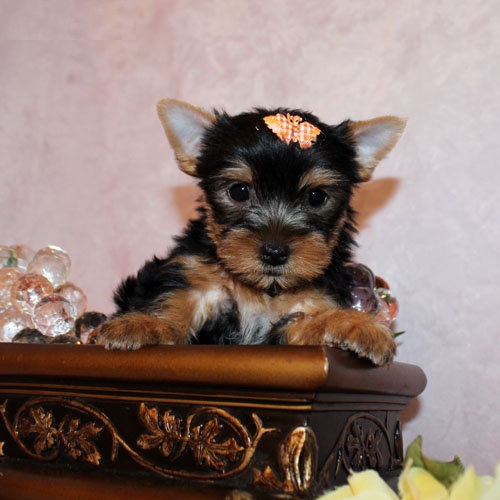 
Precio Yorkshire Terrier...........<strong>$18,000.00   A   $25,000.00  (dependiendo del tamaño, sexo, color y calidad)</strong> <br><br>


100% pura raza, registrados todos los papeles en regla se envian a cualquier parte de la Republica.<br><br> 

<li>Contrato de compraventa<br><br></li>


<li>Seguro de vida gratuito por escrito de 5 años que cubre muerte en caso de cuestiones virales</li>
<br><br>

<li>Garantía de Pureza Racial<br><br></li>

<li>Certificado de registro inicial que extiende la Federación Canófila Mexicana donde los cachorros se entregan con tatuaje y microchip</li>

