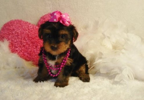 
Precio Yorkshire Terrier...........<strong>$18,000.00   A   $25,000.00  (dependiendo del tamaño, sexo, color y calidad)</strong> <br><br>


100% pura raza, registrados todos los papeles en regla se envian a cualquier parte de la Republica.<br><br> 

<li>Contrato de compraventa<br><br></li>


<li>Seguro de vida gratuito por escrito de 5 años que cubre muerte en caso de cuestiones virales</li>
<br><br>

<li>Garantía de Pureza Racial<br><br></li>

<li>Certificado de registro inicial que extiende la Federación Canófila Mexicana donde los cachorros se entregan con tatuaje y microchip</li>

