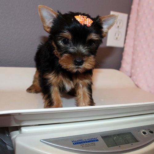 
Precio Yorkshire Terrier...........<strong>$18,000.00   A   $25,000.00  (dependiendo del tamaño, sexo, color y calidad)</strong> <br><br>


100% pura raza, registrados todos los papeles en regla se envian a cualquier parte de la Republica.<br><br> 

<li>Contrato de compraventa<br><br></li>


<li>Seguro de vida gratuito por escrito de 5 años que cubre muerte en caso de cuestiones virales</li>
<br><br>

<li>Garantía de Pureza Racial<br><br></li>

<li>Certificado de registro inicial que extiende la Federación Canófila Mexicana donde los cachorros se entregan con tatuaje y microchip</li>

