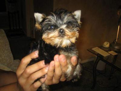 
Precio Yorkshire Terrier...........<strong>$18,000.00   A   $25,000.00  (dependiendo del tamaño, sexo, color y calidad)</strong> <br><br>


100% pura raza, registrados todos los papeles en regla se envian a cualquier parte de la Republica.<br><br> 

<li>Contrato de compraventa<br><br></li>


<li>Seguro de vida gratuito por escrito de 5 años que cubre muerte en caso de cuestiones virales</li>
<br><br>

<li>Garantía de Pureza Racial<br><br></li>

<li>Certificado de registro inicial que extiende la Federación Canófila Mexicana donde los cachorros se entregan con tatuaje y microchip</li>

