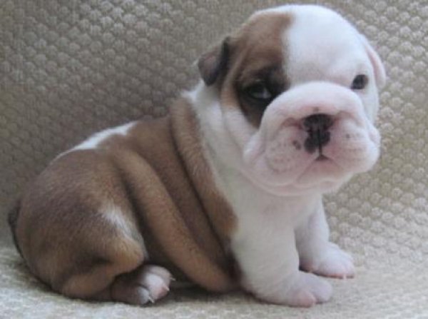 Encantador Bulldog Inglés cachorros disponibles