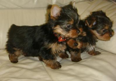 
Precio Yorkshire Terrier...........<strong>$18,000.00   A   $25,000.00  (dependiendo del tamaño, sexo, color y calidad)</strong> <br><br>


100% pura raza, registrados todos los papeles en regla se envian a cualquier parte de la Republica.<br><br> 

<li>Contrato de compraventa<br><br></li>


<li>Seguro de vida gratuito por escrito de 5 años que cubre muerte en caso de cuestiones virales</li>
<br><br>

<li>Garantía de Pureza Racial<br><br></li>

<li>Certificado de registro inicial que extiende la Federación Canófila Mexicana donde los cachorros se entregan con tatuaje y microchip</li>

