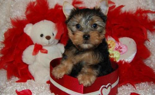 
Precio Yorkshire Terrier...........<strong>$18,000.00   A   $25,000.00  (dependiendo del tamaño, sexo, color y calidad)</strong> <br><br>


100% pura raza, registrados todos los papeles en regla se envian a cualquier parte de la Republica.<br><br> 

<li>Contrato de compraventa<br><br></li>


<li>Seguro de vida gratuito por escrito de 5 años que cubre muerte en caso de cuestiones virales</li>
<br><br>

<li>Garantía de Pureza Racial<br><br></li>

<li>Certificado de registro inicial que extiende la Federación Canófila Mexicana donde los cachorros se entregan con tatuaje y microchip</li>

