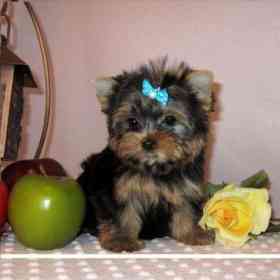 
Precio Yorkshire Terrier...........<strong>$18,000.00   A   $25,000.00  (dependiendo del tamaño, sexo, color y calidad)</strong> <br><br>


100% pura raza, registrados todos los papeles en regla se envian a cualquier parte de la Republica.<br><br> 

<li>Contrato de compraventa<br><br></li>


<li>Seguro de vida gratuito por escrito de 5 años que cubre muerte en caso de cuestiones virales</li>
<br><br>

<li>Garantía de Pureza Racial<br><br></li>

<li>Certificado de registro inicial que extiende la Federación Canófila Mexicana donde los cachorros se entregan con tatuaje y microchip</li>

