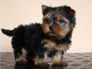 
Precio Yorkshire Terrier...........<strong>$18,000.00   A   $25,000.00  (dependiendo del tamaño, sexo, color y calidad)</strong> <br><br>


100% pura raza, registrados todos los papeles en regla se envian a cualquier parte de la Republica.<br><br> 

<li>Contrato de compraventa<br><br></li>


<li>Seguro de vida gratuito por escrito de 5 años que cubre muerte en caso de cuestiones virales</li>
<br><br>

<li>Garantía de Pureza Racial<br><br></li>

<li>Certificado de registro inicial que extiende la Federación Canófila Mexicana donde los cachorros se entregan con tatuaje y microchip</li>

