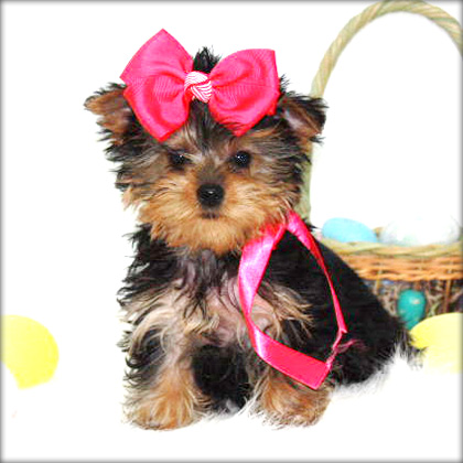 
Precio Yorkshire Terrier...........<strong>$18,000.00   A   $25,000.00  (dependiendo del tamaño, sexo, color y calidad)</strong> <br><br>


100% pura raza, registrados todos los papeles en regla se envian a cualquier parte de la Republica.<br><br> 

<li>Contrato de compraventa<br><br></li>


<li>Seguro de vida gratuito por escrito de 5 años que cubre muerte en caso de cuestiones virales</li>
<br><br>

<li>Garantía de Pureza Racial<br><br></li>

<li>Certificado de registro inicial que extiende la Federación Canófila Mexicana donde los cachorros se entregan con tatuaje y microchip</li>

