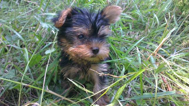 
Precio Yorkshire Terrier...........<strong>$18,000.00   A   $25,000.00  (dependiendo del tamaño, sexo, color y calidad)</strong> <br><br>


100% pura raza, registrados todos los papeles en regla se envian a cualquier parte de la Republica.<br><br> 

<li>Contrato de compraventa<br><br></li>


<li>Seguro de vida gratuito por escrito de 5 años que cubre muerte en caso de cuestiones virales</li>
<br><br>

<li>Garantía de Pureza Racial<br><br></li>

<li>Certificado de registro inicial que extiende la Federación Canófila Mexicana donde los cachorros se entregan con tatuaje y microchip</li>

