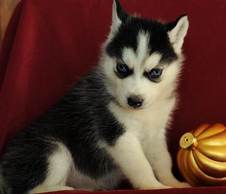 Hermoso Siberian Husky