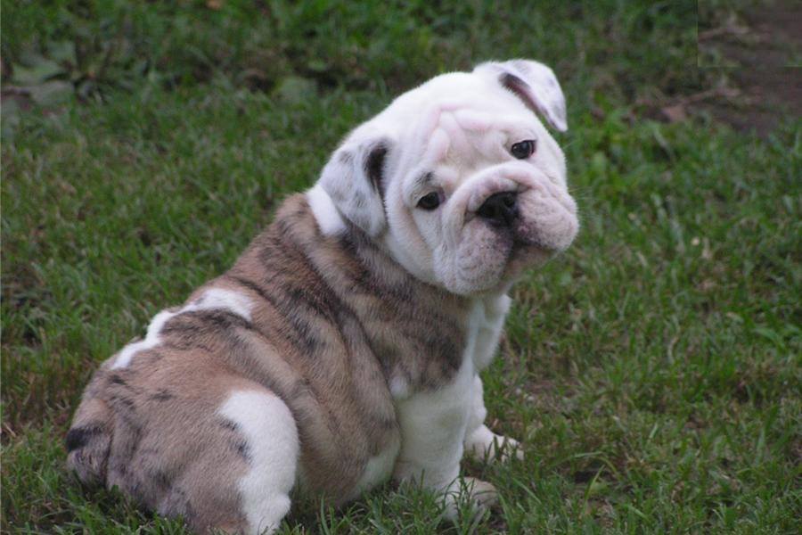 
Precio Bulldog...........<strong>   $35,000.00  A   $60,000.00    (dependiendo la calidad)</strong> <br><br>


100% pura raza, registrados todos los papeles en regla se envian a cualquier parte de la Republica.<br><br> 

<li>Contrato de compraventa<br><br></li>


<li>Seguro de vida gratuito por escrito de 5 años que cubre muerte en caso de cuestiones virales</li>
<br><br>

<li>Garantía de Pureza Racial<br><br></li>

<li>Certificado de registro inicial que extiende la Federación Canófila Mexicana donde los cachorros se entregan con tatuaje y microchip</li>

