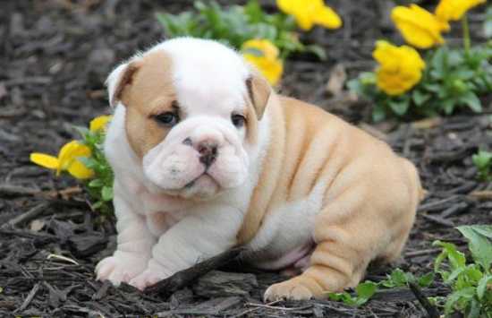 
Precio Bulldog...........<strong>   $35,000.00  A   $60,000.00    (dependiendo la calidad)</strong> <br><br>


100% pura raza, registrados todos los papeles en regla se envian a cualquier parte de la Republica.<br><br> 

<li>Contrato de compraventa<br><br></li>


<li>Seguro de vida gratuito por escrito de 5 años que cubre muerte en caso de cuestiones virales</li>
<br><br>

<li>Garantía de Pureza Racial<br><br></li>

<li>Certificado de registro inicial que extiende la Federación Canófila Mexicana donde los cachorros se entregan con tatuaje y microchip</li>

