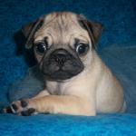 
Precio Pug...........<strong> $18,000.00  A   $20,000.00  (dependiendo del  color)</strong> <br><br>


100% pura raza, registrados todos los papeles en regla se envian a cualquier parte de la Republica.<br><br> 

<li>Contrato de compraventa<br><br></li>


<li>Seguro de vida gratuito por escrito de 5 años que cubre muerte en caso de cuestiones virales</li>
<br><br>

<li>Garantía de Pureza Racial<br><br></li>

<li>Certificado de registro inicial que extiende la Federación Canófila Mexicana donde los cachorros se entregan con tatuaje y microchip</li>

