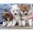 Shiba Inu cachorros macho y hembra para la venta.