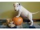 
Precio Bull Terrier...........<strong>    $18,000.00  A   $25,000.00    ( dependiendo tamaño y color)</strong> <br><br>


100% pura raza, registrados todos los papeles en regla se envian a cualquier parte de la Republica.<br><br> 

<li>Contrato de compraventa<br><br></li>


<li>Seguro de vida gratuito por escrito de 5 años que cubre muerte en caso de cuestiones virales</li>
<br><br>

<li>Garantía de Pureza Racial<br><br></li>

<li>Certificado de registro inicial que extiende la Federación Canófila Mexicana donde los cachorros se entregan con tatuaje y microchip</li>

