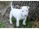 
Precio Bull Terrier...........<strong>    $18,000.00  A   $25,000.00    ( dependiendo tamaño y color)</strong> <br><br>


100% pura raza, registrados todos los papeles en regla se envian a cualquier parte de la Republica.<br><br> 

<li>Contrato de compraventa<br><br></li>


<li>Seguro de vida gratuito por escrito de 5 años que cubre muerte en caso de cuestiones virales</li>
<br><br>

<li>Garantía de Pureza Racial<br><br></li>

<li>Certificado de registro inicial que extiende la Federación Canófila Mexicana donde los cachorros se entregan con tatuaje y microchip</li>

