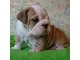 
Precio Bulldog...........<strong>   $35,000.00  A   $60,000.00    (dependiendo la calidad)</strong> <br><br>


100% pura raza, registrados todos los papeles en regla se envian a cualquier parte de la Republica.<br><br> 

<li>Contrato de compraventa<br><br></li>


<li>Seguro de vida gratuito por escrito de 5 años que cubre muerte en caso de cuestiones virales</li>
<br><br>

<li>Garantía de Pureza Racial<br><br></li>

<li>Certificado de registro inicial que extiende la Federación Canófila Mexicana donde los cachorros se entregan con tatuaje y microchip</li>

