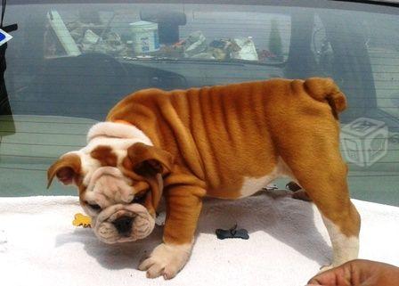 
Precio Bulldog...........<strong>   $35,000.00  A   $60,000.00    (dependiendo la calidad)</strong> <br><br>


100% pura raza, registrados todos los papeles en regla se envian a cualquier parte de la Republica.<br><br> 

<li>Contrato de compraventa<br><br></li>


<li>Seguro de vida gratuito por escrito de 5 años que cubre muerte en caso de cuestiones virales</li>
<br><br>

<li>Garantía de Pureza Racial<br><br></li>

<li>Certificado de registro inicial que extiende la Federación Canófila Mexicana donde los cachorros se entregan con tatuaje y microchip</li>

