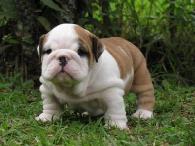 
Precio Bulldog...........<strong>   $35,000.00  A   $60,000.00    (dependiendo la calidad)</strong> <br><br>


100% pura raza, registrados todos los papeles en regla se envian a cualquier parte de la Republica.<br><br> 

<li>Contrato de compraventa<br><br></li>


<li>Seguro de vida gratuito por escrito de 5 años que cubre muerte en caso de cuestiones virales</li>
<br><br>

<li>Garantía de Pureza Racial<br><br></li>

<li>Certificado de registro inicial que extiende la Federación Canófila Mexicana donde los cachorros se entregan con tatuaje y microchip</li>

