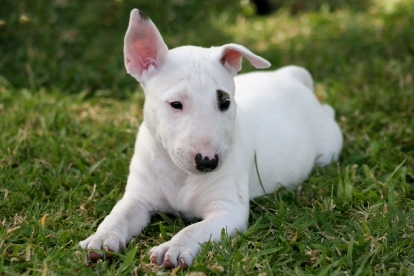 
Precio Bull Terrier...........<strong>    $18,000.00  A   $25,000.00    ( dependiendo tamaño y color)</strong> <br><br>


100% pura raza, registrados todos los papeles en regla se envian a cualquier parte de la Republica.<br><br> 

<li>Contrato de compraventa<br><br></li>


<li>Seguro de vida gratuito por escrito de 5 años que cubre muerte en caso de cuestiones virales</li>
<br><br>

<li>Garantía de Pureza Racial<br><br></li>

<li>Certificado de registro inicial que extiende la Federación Canófila Mexicana donde los cachorros se entregan con tatuaje y microchip</li>

