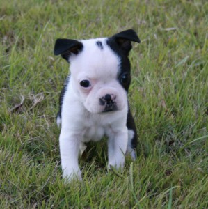 
Precio Bull Terrier...........<strong>    $18,000.00  A   $25,000.00    ( dependiendo tamaño y color)</strong> <br><br>


100% pura raza, registrados todos los papeles en regla se envian a cualquier parte de la Republica.<br><br> 

<li>Contrato de compraventa<br><br></li>


<li>Seguro de vida gratuito por escrito de 5 años que cubre muerte en caso de cuestiones virales</li>
<br><br>

<li>Garantía de Pureza Racial<br><br></li>

<li>Certificado de registro inicial que extiende la Federación Canófila Mexicana donde los cachorros se entregan con tatuaje y microchip</li>

