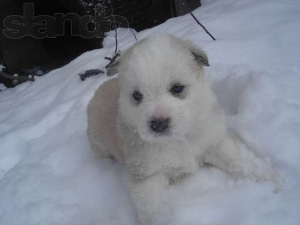 Los cachorros Siberian Husky para la adopción