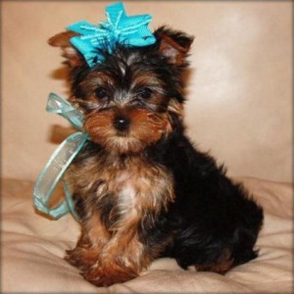 
Precio Yorkshire Terrier...........<strong>$18,000.00   A   $25,000.00  (dependiendo del tamaño, sexo, color y calidad)</strong> <br><br>


100% pura raza, registrados todos los papeles en regla se envian a cualquier parte de la Republica.<br><br> 

<li>Contrato de compraventa<br><br></li>


<li>Seguro de vida gratuito por escrito de 5 años que cubre muerte en caso de cuestiones virales</li>
<br><br>

<li>Garantía de Pureza Racial<br><br></li>

<li>Certificado de registro inicial que extiende la Federación Canófila Mexicana donde los cachorros se entregan con tatuaje y microchip</li>

