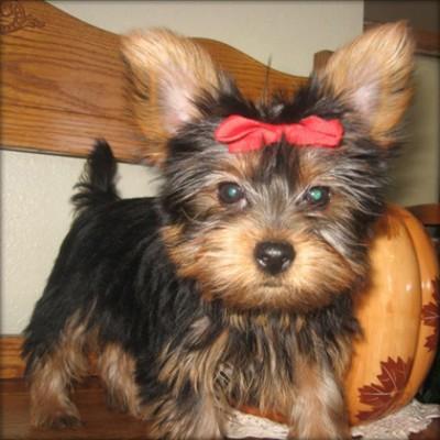 
Precio Yorkshire Terrier...........<strong>$18,000.00   A   $25,000.00  (dependiendo del tamaño, sexo, color y calidad)</strong> <br><br>


100% pura raza, registrados todos los papeles en regla se envian a cualquier parte de la Republica.<br><br> 

<li>Contrato de compraventa<br><br></li>


<li>Seguro de vida gratuito por escrito de 5 años que cubre muerte en caso de cuestiones virales</li>
<br><br>

<li>Garantía de Pureza Racial<br><br></li>

<li>Certificado de registro inicial que extiende la Federación Canófila Mexicana donde los cachorros se entregan con tatuaje y microchip</li>

