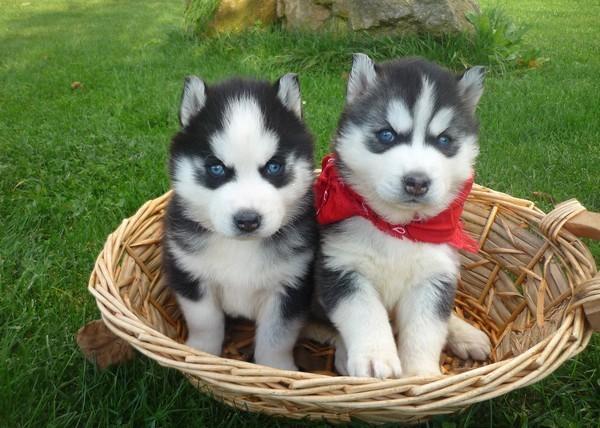 Macho y Hembra cachorros Siberian Husky para su adopción.