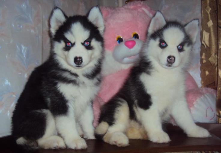 Inicio juguetones cachorros Siberian Husky para regalo.