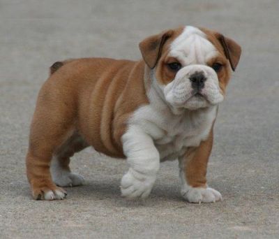 Lovable cachorros de perro de toro Inglés 