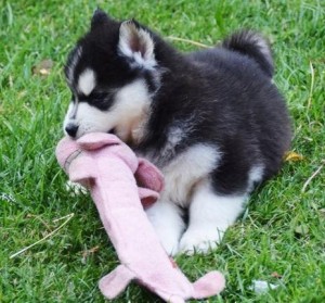 Los cachorros de Husky siberiano para la adopción