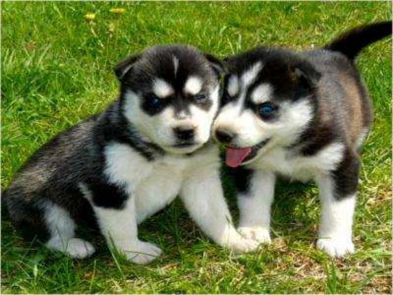 Cute cachorros Siberian Husky para sus hijos