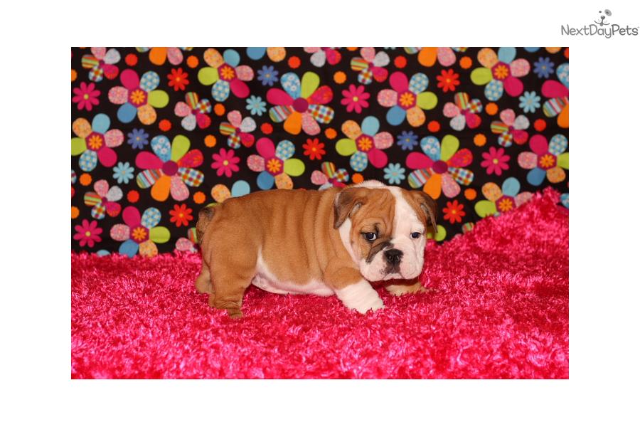 
Precio Bulldog...........<strong>   $35,000.00  A   $60,000.00    (dependiendo la calidad)</strong> <br><br>


100% pura raza, registrados todos los papeles en regla se envian a cualquier parte de la Republica.<br><br> 

<li>Contrato de compraventa<br><br></li>


<li>Seguro de vida gratuito por escrito de 5 años que cubre muerte en caso de cuestiones virales</li>
<br><br>

<li>Garantía de Pureza Racial<br><br></li>

<li>Certificado de registro inicial que extiende la Federación Canófila Mexicana donde los cachorros se entregan con tatuaje y microchip</li>

