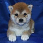 El Shiba Inu es una raza exigente y se siente la necesidad de mantenerse en buen estado de limpieza. Shiba Inu menudo se puede ver lamiéndose las patas y las piernas al igual que un gato. Shibas generalmente salen de su camino para mantener su pelaje limpio, sin embargo, disfrutar plenamente nadando y jugando en los charcos. Debido a su naturaleza exigente y orgullosa, Shiba cachorros son fáciles de educar y en muchos casos van a educar a sí mismos. Tener su dueño simplemente colocarlos afuera después de las comidas y las siestas es generalmente suficiente para enseñar el Shiba Inu el método adecuado para ir al baño.