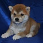 El Shiba Inu es una raza exigente y se siente la necesidad de mantenerse en buen estado de limpieza. Shiba Inu menudo se puede ver lamiéndose las patas y las piernas al igual que un gato. Shibas generalmente salen de su camino para mantener su pelaje limpio, sin embargo, disfrutar plenamente nadando y jugando en los charcos. Debido a su naturaleza exigente y orgullosa, Shiba cachorros son fáciles de educar y en muchos casos van a educar a sí mismos. Tener su dueño simplemente colocarlos afuera después de las comidas y las siestas es generalmente suficiente para enseñar el Shiba Inu el método adecuado para ir al baño.