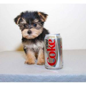 
Precio Yorkshire Terrier...........<strong>$18,000.00   A   $25,000.00  (dependiendo del tamaño, sexo, color y calidad)</strong> <br><br>


100% pura raza, registrados todos los papeles en regla se envian a cualquier parte de la Republica.<br><br> 

<li>Contrato de compraventa<br><br></li>


<li>Seguro de vida gratuito por escrito de 5 años que cubre muerte en caso de cuestiones virales</li>
<br><br>

<li>Garantía de Pureza Racial<br><br></li>

<li>Certificado de registro inicial que extiende la Federación Canófila Mexicana donde los cachorros se entregan con tatuaje y microchip</li>

