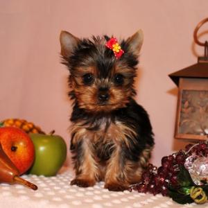 
Precio Yorkshire Terrier...........<strong>$18,000.00   A   $25,000.00  (dependiendo del tamaño, sexo, color y calidad)</strong> <br><br>


100% pura raza, registrados todos los papeles en regla se envian a cualquier parte de la Republica.<br><br> 

<li>Contrato de compraventa<br><br></li>


<li>Seguro de vida gratuito por escrito de 5 años que cubre muerte en caso de cuestiones virales</li>
<br><br>

<li>Garantía de Pureza Racial<br><br></li>

<li>Certificado de registro inicial que extiende la Federación Canófila Mexicana donde los cachorros se entregan con tatuaje y microchip</li>

