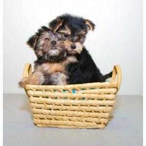 
Precio Yorkshire Terrier...........<strong>$18,000.00   A   $25,000.00  (dependiendo del tamaño, sexo, color y calidad)</strong> <br><br>


100% pura raza, registrados todos los papeles en regla se envian a cualquier parte de la Republica.<br><br> 

<li>Contrato de compraventa<br><br></li>


<li>Seguro de vida gratuito por escrito de 5 años que cubre muerte en caso de cuestiones virales</li>
<br><br>

<li>Garantía de Pureza Racial<br><br></li>

<li>Certificado de registro inicial que extiende la Federación Canófila Mexicana donde los cachorros se entregan con tatuaje y microchip</li>

