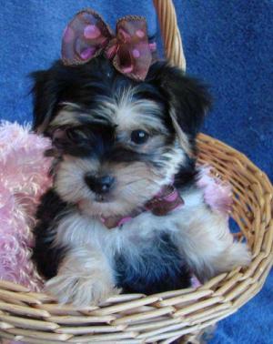 
Precio Yorkshire Terrier...........<strong>$18,000.00   A   $25,000.00  (dependiendo del tamaño, sexo, color y calidad)</strong> <br><br>


100% pura raza, registrados todos los papeles en regla se envian a cualquier parte de la Republica.<br><br> 

<li>Contrato de compraventa<br><br></li>


<li>Seguro de vida gratuito por escrito de 5 años que cubre muerte en caso de cuestiones virales</li>
<br><br>

<li>Garantía de Pureza Racial<br><br></li>

<li>Certificado de registro inicial que extiende la Federación Canófila Mexicana donde los cachorros se entregan con tatuaje y microchip</li>

