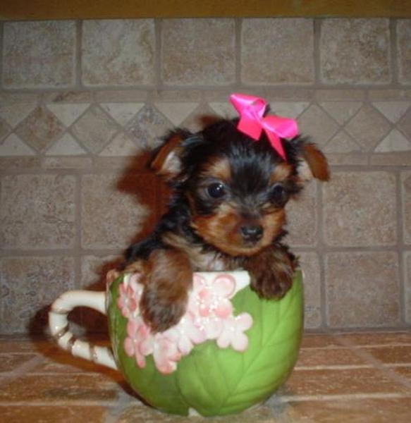 
Precio Yorkshire Terrier...........<strong>$18,000.00   A   $25,000.00  (dependiendo del tamaño, sexo, color y calidad)</strong> <br><br>


100% pura raza, registrados todos los papeles en regla se envian a cualquier parte de la Republica.<br><br> 

<li>Contrato de compraventa<br><br></li>


<li>Seguro de vida gratuito por escrito de 5 años que cubre muerte en caso de cuestiones virales</li>
<br><br>

<li>Garantía de Pureza Racial<br><br></li>

<li>Certificado de registro inicial que extiende la Federación Canófila Mexicana donde los cachorros se entregan con tatuaje y microchip</li>

