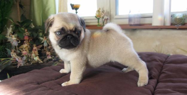 
Precio Pug...........<strong> $18,000.00  A   $20,000.00  (dependiendo del  color)</strong> <br><br>


100% pura raza, registrados todos los papeles en regla se envian a cualquier parte de la Republica.<br><br> 

<li>Contrato de compraventa<br><br></li>


<li>Seguro de vida gratuito por escrito de 5 años que cubre muerte en caso de cuestiones virales</li>
<br><br>

<li>Garantía de Pureza Racial<br><br></li>

<li>Certificado de registro inicial que extiende la Federación Canófila Mexicana donde los cachorros se entregan con tatuaje y microchip</li>

