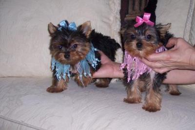 
Precio Yorkshire Terrier...........<strong>$18,000.00   A   $25,000.00  (dependiendo del tamaño, sexo, color y calidad)</strong> <br><br>


100% pura raza, registrados todos los papeles en regla se envian a cualquier parte de la Republica.<br><br> 

<li>Contrato de compraventa<br><br></li>


<li>Seguro de vida gratuito por escrito de 5 años que cubre muerte en caso de cuestiones virales</li>
<br><br>

<li>Garantía de Pureza Racial<br><br></li>

<li>Certificado de registro inicial que extiende la Federación Canófila Mexicana donde los cachorros se entregan con tatuaje y microchip</li>

