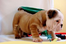 
Precio Bulldog...........<strong>   $35,000.00  A   $60,000.00    (dependiendo la calidad)</strong> <br><br>


100% pura raza, registrados todos los papeles en regla se envian a cualquier parte de la Republica.<br><br> 

<li>Contrato de compraventa<br><br></li>


<li>Seguro de vida gratuito por escrito de 5 años que cubre muerte en caso de cuestiones virales</li>
<br><br>

<li>Garantía de Pureza Racial<br><br></li>

<li>Certificado de registro inicial que extiende la Federación Canófila Mexicana donde los cachorros se entregan con tatuaje y microchip</li>

