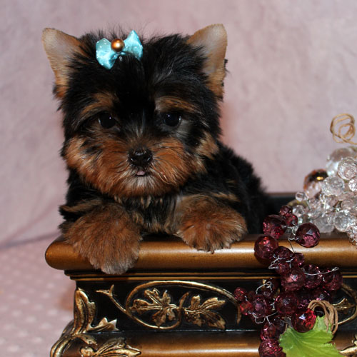 
Precio Yorkshire Terrier...........<strong>$18,000.00   A   $25,000.00  (dependiendo del tamaño, sexo, color y calidad)</strong> <br><br>


100% pura raza, registrados todos los papeles en regla se envian a cualquier parte de la Republica.<br><br> 

<li>Contrato de compraventa<br><br></li>


<li>Seguro de vida gratuito por escrito de 5 años que cubre muerte en caso de cuestiones virales</li>
<br><br>

<li>Garantía de Pureza Racial<br><br></li>

<li>Certificado de registro inicial que extiende la Federación Canófila Mexicana donde los cachorros se entregan con tatuaje y microchip</li>

