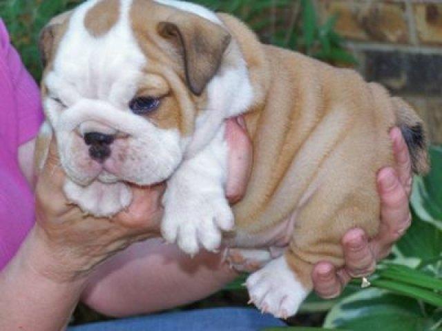 
Precio Bulldog...........<strong>   $35,000.00  A   $60,000.00    (dependiendo la calidad)</strong> <br><br>


100% pura raza, registrados todos los papeles en regla se envian a cualquier parte de la Republica.<br><br> 

<li>Contrato de compraventa<br><br></li>


<li>Seguro de vida gratuito por escrito de 5 años que cubre muerte en caso de cuestiones virales</li>
<br><br>

<li>Garantía de Pureza Racial<br><br></li>

<li>Certificado de registro inicial que extiende la Federación Canófila Mexicana donde los cachorros se entregan con tatuaje y microchip</li>

