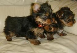 
Precio Yorkshire Terrier...........<strong>$18,000.00   A   $25,000.00  (dependiendo del tamaño, sexo, color y calidad)</strong> <br><br>


100% pura raza, registrados todos los papeles en regla se envian a cualquier parte de la Republica.<br><br> 

<li>Contrato de compraventa<br><br></li>


<li>Seguro de vida gratuito por escrito de 5 años que cubre muerte en caso de cuestiones virales</li>
<br><br>

<li>Garantía de Pureza Racial<br><br></li>

<li>Certificado de registro inicial que extiende la Federación Canófila Mexicana donde los cachorros se entregan con tatuaje y microchip</li>

