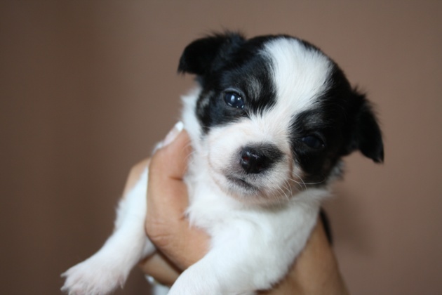 hermoso blanco y negro Andy está fuera en adopción libre para cualquier persona interesada.