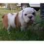 
Precio Bulldog...........<strong>   $35,000.00  A   $60,000.00    (dependiendo la calidad)</strong> <br><br>


100% pura raza, registrados todos los papeles en regla se envian a cualquier parte de la Republica.<br><br> 

<li>Contrato de compraventa<br><br></li>


<li>Seguro de vida gratuito por escrito de 5 años que cubre muerte en caso de cuestiones virales</li>
<br><br>

<li>Garantía de Pureza Racial<br><br></li>

<li>Certificado de registro inicial que extiende la Federación Canófila Mexicana donde los cachorros se entregan con tatuaje y microchip</li>

